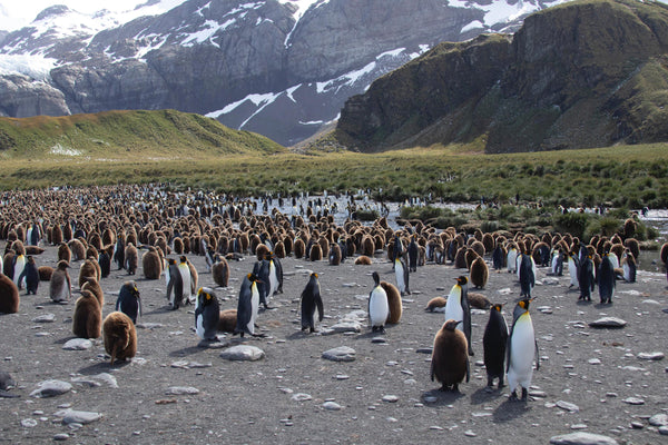 Pingüinos: ¿Cómo el turismo afecta a otras especies?